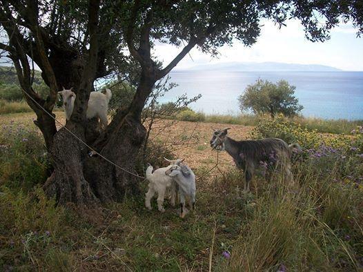 Ramona Lourdata (Kefalonia) Exterior foto